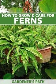 How To Grow And Care For Ferns