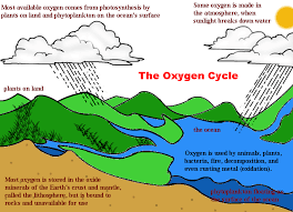 What Are Some Examples Of Biogeochemical Cycles Socratic