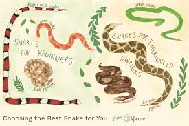 How To Choose The Best Pet Snake For You