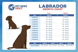 labrador growth chart size weight