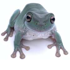 Explore 18 listings for whites tree frogs for sale uk at best prices. Farm Bred Blue Litoria Caerulea Australia Tree Frog For Sale Buy Frog African Freshwater For Sale Tank Types Parrot Food Blue Cichlid Pacman Frogs Orange What Can Live With Aquarium List