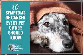 10 symptoms of cancer every pet owner