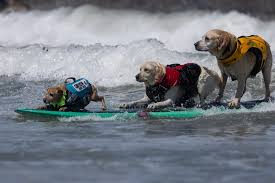world dog surfing chionships
