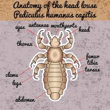 yes head lice do bite lice clinics usa