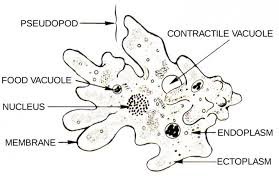 However, plant cells contain a number of extracellular components not found in animal cells. Eukaryotic Cell Structure Sciencetopia