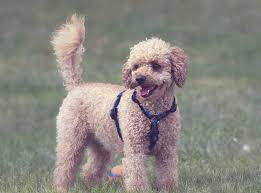 poodle dog in india appearance