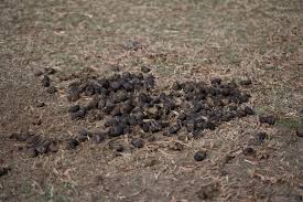 composting horse manure beware