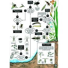 Buy Freshwater Minibeasts Identification Chart Tts Chart