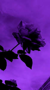 Ț purple rose aesthetic hd phone