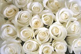 Innocence Icon White Bud Roses Flowered