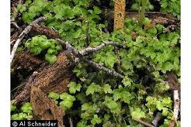 Plants Profile for Adoxa moschatellina (muskroot)