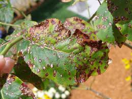 leaf spot diseases of trees and shrubs