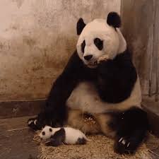 sneezing panda gifs tenor