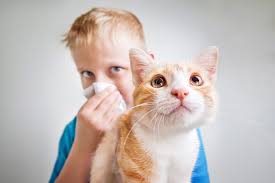 pet allergies live with a dog or cat