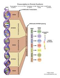 Bacteria use operons to decide what segment of dna needs to be transcribed while eukaryotes use transcription factors rna polymerase and the transcription. Dna Transcription And Translation Activity Middle School And Up
