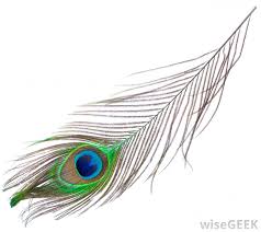 Image result for images for a peacock's feather