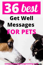36 get well messages for a pet