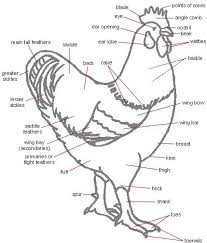 Diagram Of Chicken Parts Leghorn Chickens Chicken Anatomy