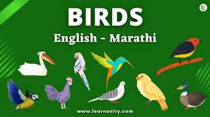 birds names in marathi and english