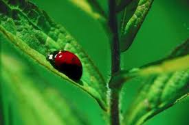 characteristics of a ladybug pets on