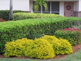 Duranta gold, golden dewdrop, golden skyflower, golden pigeon berry this is a very showy shrub with pretty blue flowers and bright golden berries, both often present. Duranta Gold Mound C For Sale Mulch Masters Jacksonville Fl