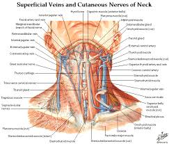 There are anterior muscles diagrams and posterior muscles diagrams. Neck Anatomy And Physiology Elliot S Site
