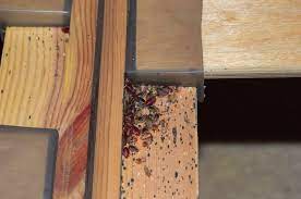 bed bugs living in wood furniture how