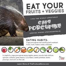eat like a cape porcupine fruit and