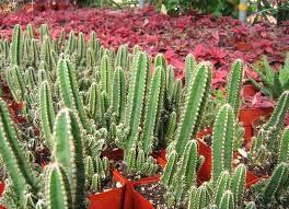 California Nursery Specialties Cactus