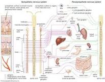 Image result for how are autonomic neurons classified