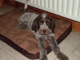 Brown roan spinone italiano puppies. Tilly Italian Spinone Puppy Youtube