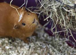 what can guinea pigs eat petmd