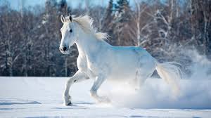 white horse running snow field nature