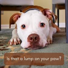 causes of lumps on dog paw pads plus