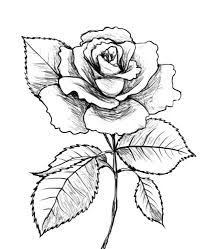Budidaya bunga mawar sendiri telah. Sketsa Gambar Bunga Mawar Harian Nusantara
