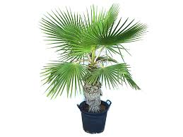 Welcome to the best place in spain to buy your wholesale washingtonia palms for shipping to england. Washingtonia Robusta Palm Outdoor Royal Garden Centre