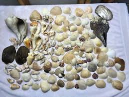 Details About Huge Seashell Lot Sea Shell Collection Wide Variety Large To Small 7 Lbs