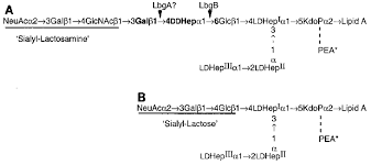 Structures Of The Two Major Sialylated Los Glycoforms From H