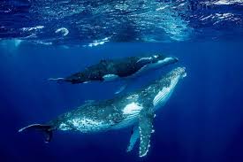 Mr packard, 56, told the cape cod times he. Humpback Whales On The Islands Of Cape Verde Barracuda Tours Dmc Incoming