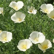 Last year i was given two such divisions and i couldn't wait to see them bloom. Eschscholzia Californica California Poppy White Linen Wildflower Seeds