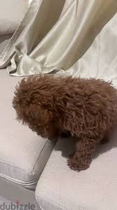 female toy poodle imported from ukraine