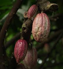 le beurre de cacao le soin beauté