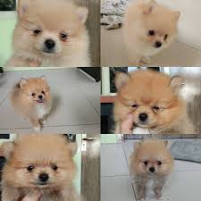 Cute male/ female pomeranian puppies available for sale. Pomeranian Puppies Tail Pets Lovers