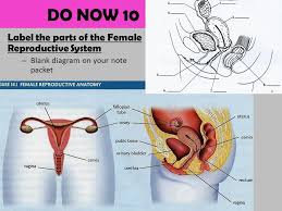Cervix this is a tiny hole and is doughnut shaped if viewed from below. Goals Identify The Structures And Functions Of The Male And Female Reproductive Systems Summarize The Internal Feedback Control Of Reproductive Hormones Ppt Download