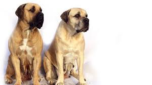 a mastiff size guide how big is an