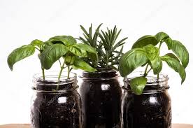 three herb plants in mason jars stock