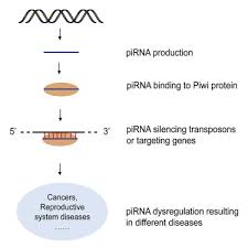 the biogenesis and functions of pirnas