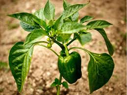 troubleshooting problems growing peppers