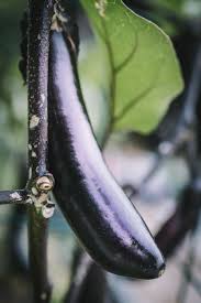 how to grow eggplant from seed the