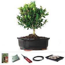 bonsai tree gift sets bonsai starter